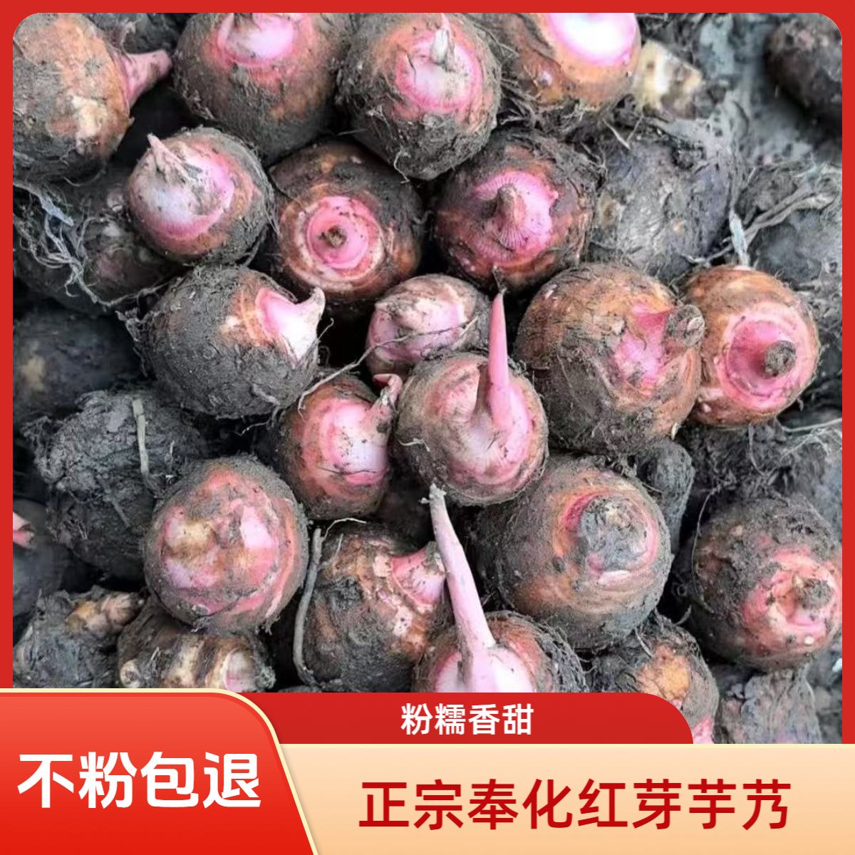 浙江宁波奉化红芽新鲜现挖红芽芋艿软糯香甜毛芋头香芋（中果）
