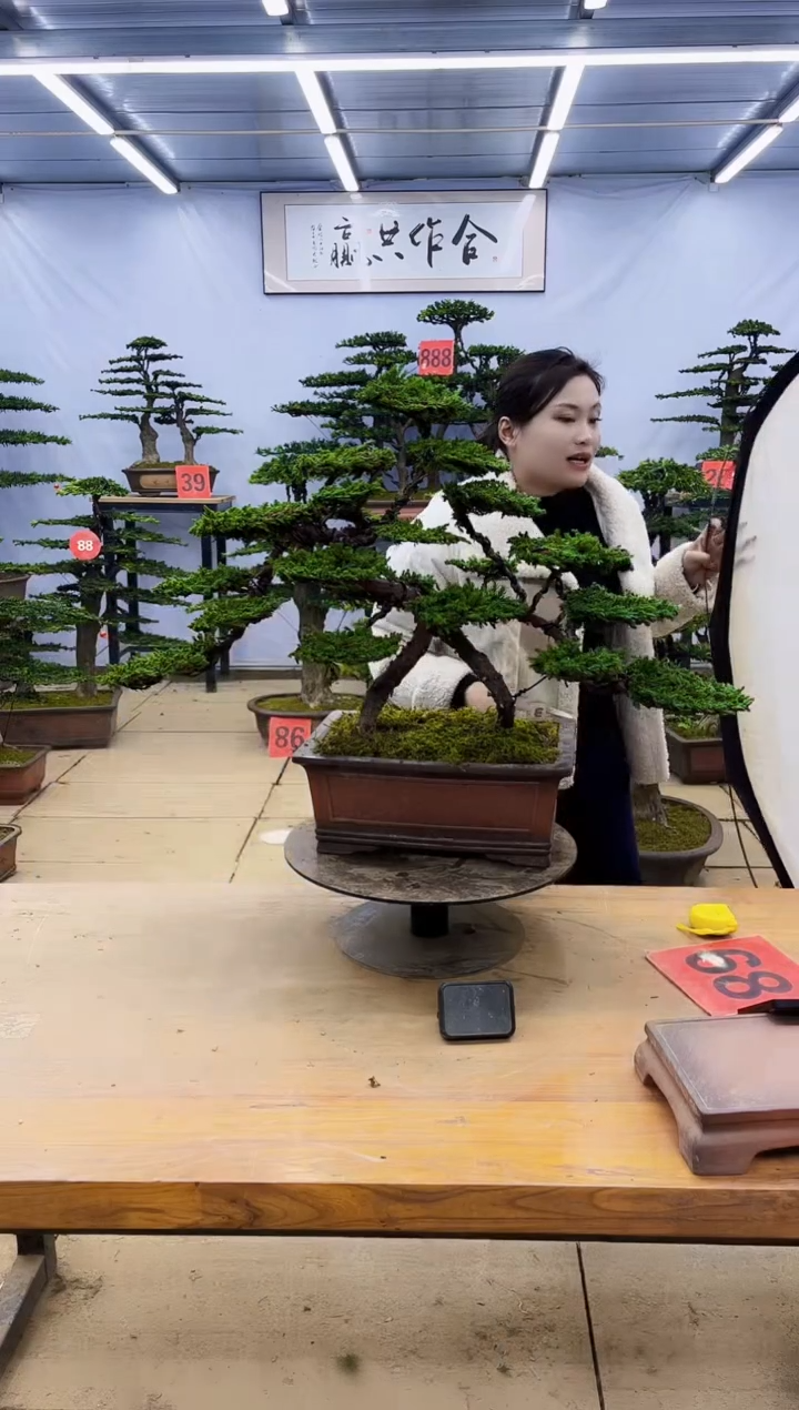 【闪购商品】高端盆景一物一拍，所见即所得