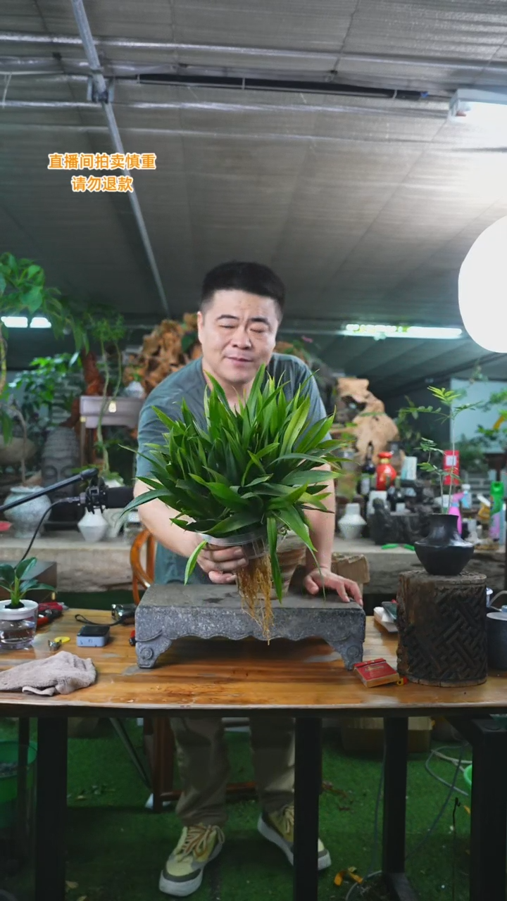 当前无花栽培后可以开花梦香兰T