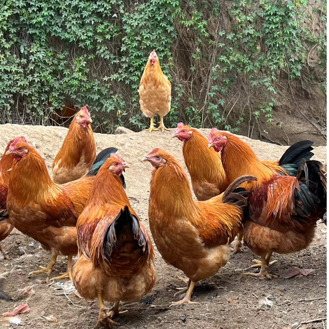 广西农家散养五谷杂粮喂养1-4年阉鸡走地鸡生鲜宰杀顺丰包邮