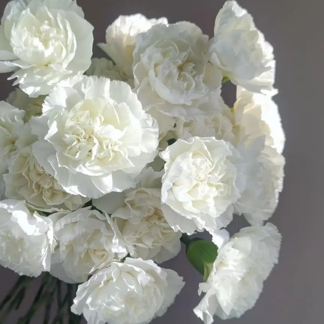 【源头优选】单头康白色水养插花用云南直发鲜花