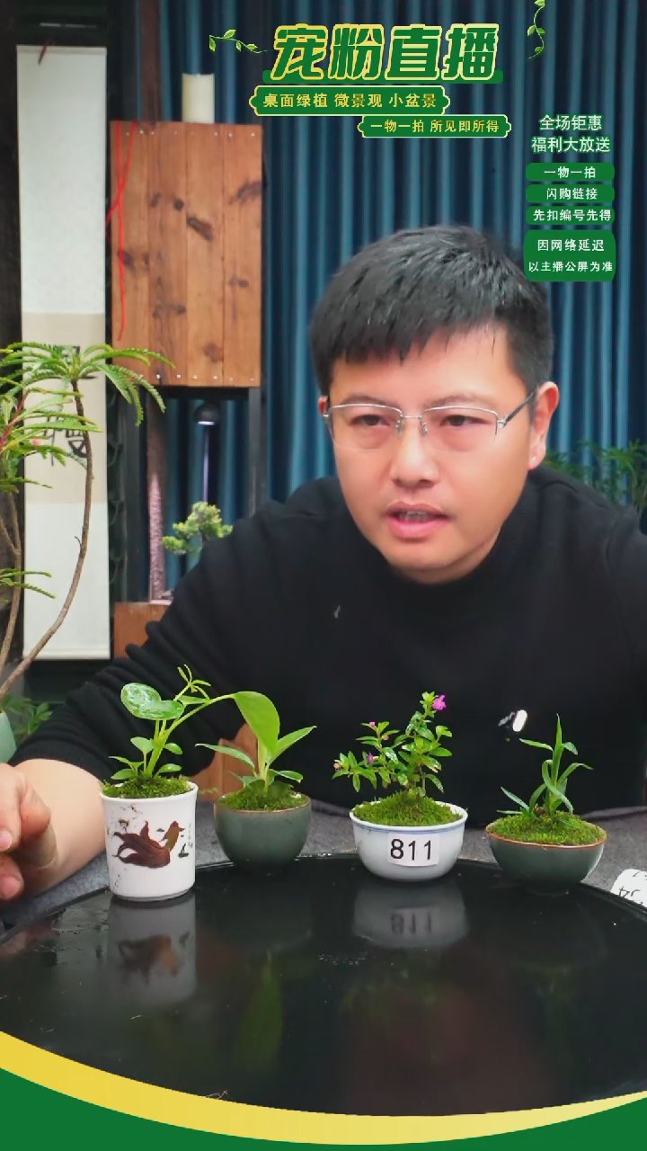 无花朵妮****i苔藓微景观811号