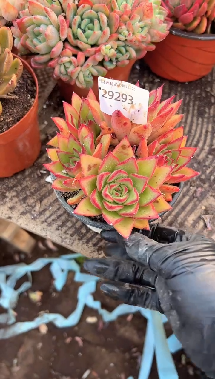 谢*菊多肉植物一物一拍29293