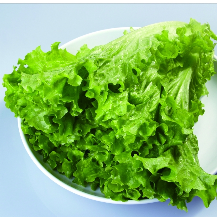 【多兴自产】沙拉大叶生菜大棚现采现发新鲜直达3斤装