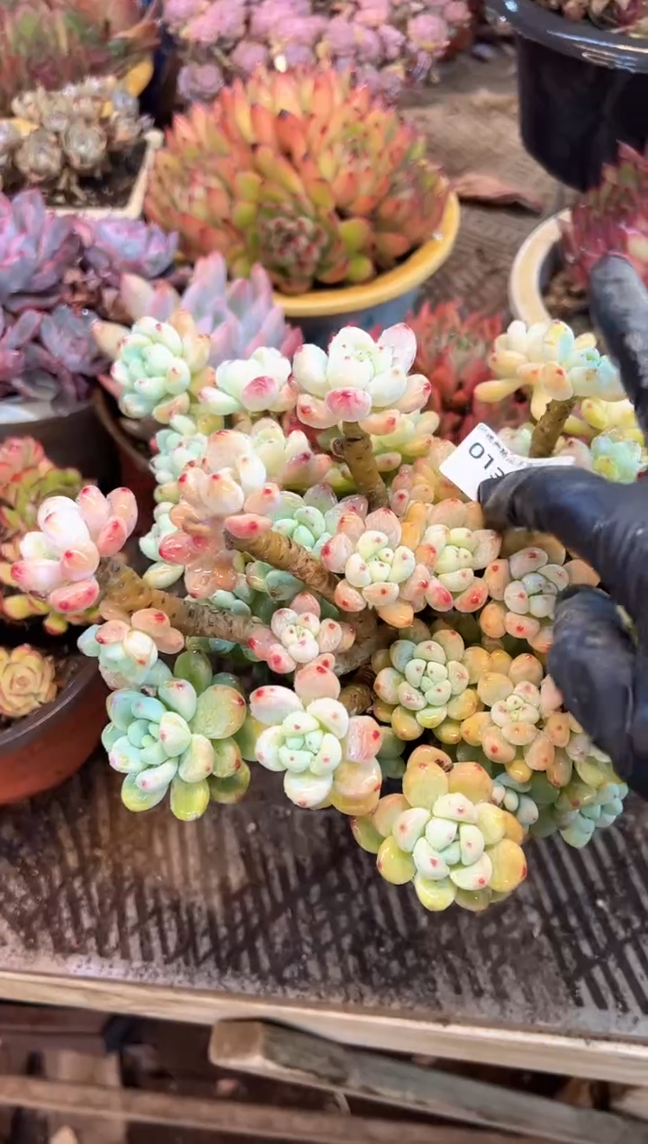 晨***煜多肉植物一物一拍01386