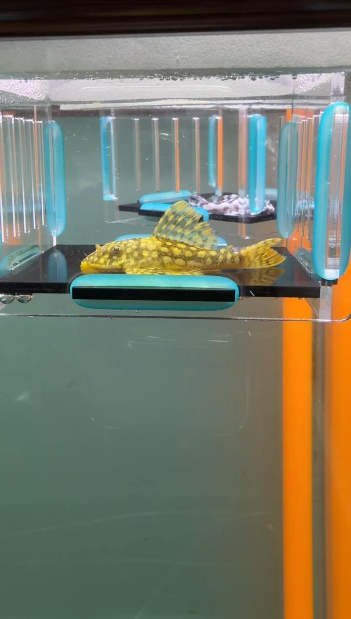 清道夫鱼141号14入缸不包损录制完整开箱视频5.8厘米