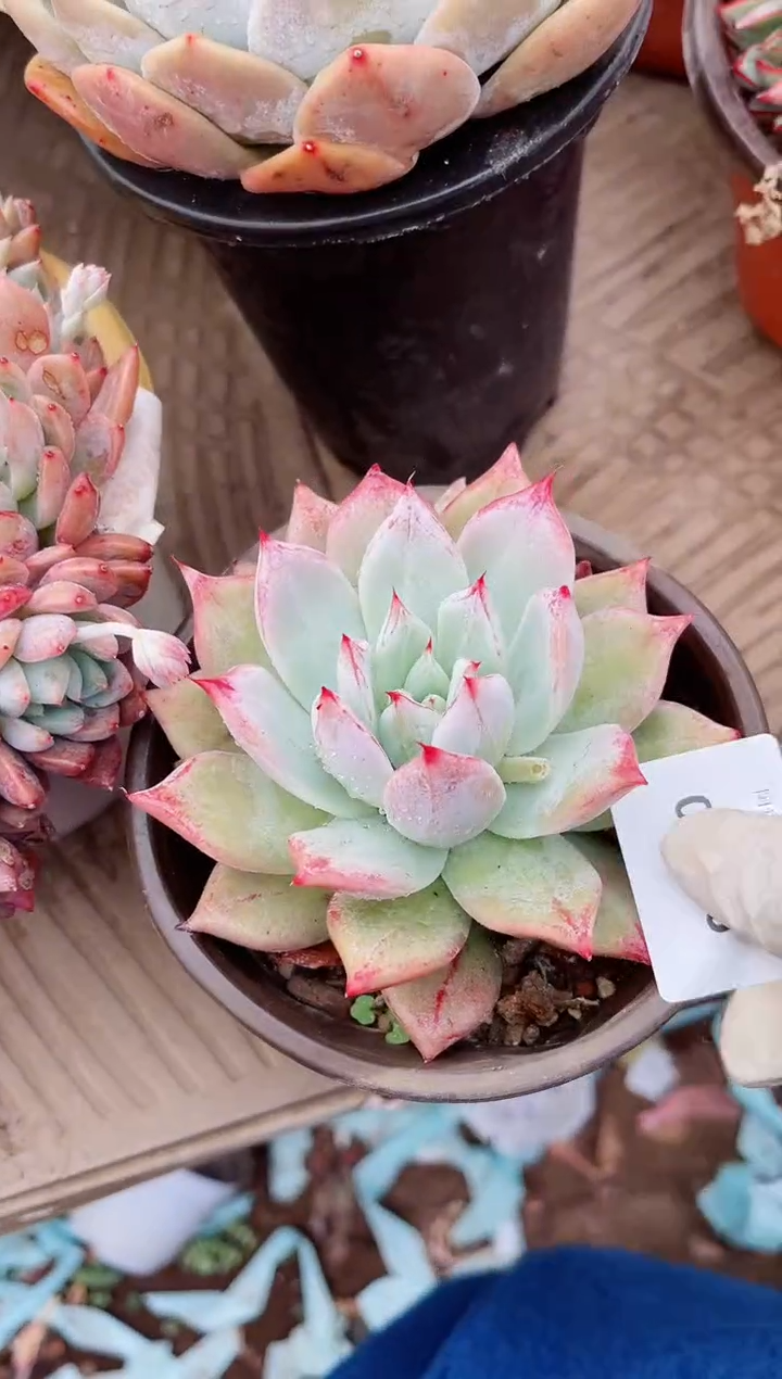 【闪购商品】04386