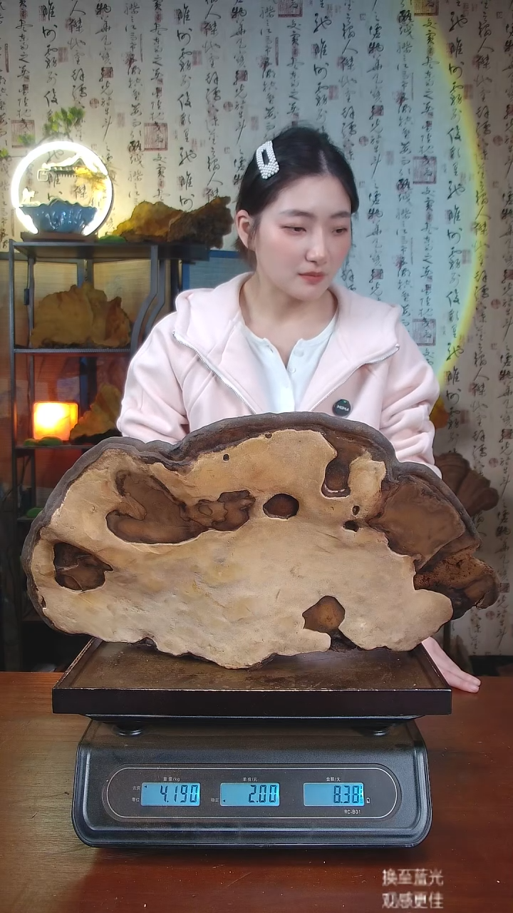 红缘拟层孔菌中国大陆【藏区 野生】红缘树舌（8.38斤）80-90年份