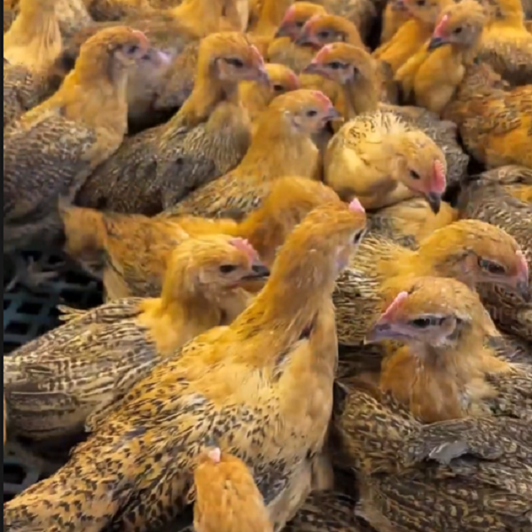 麻羽鸡肉质细嫩鲜美 到手10只