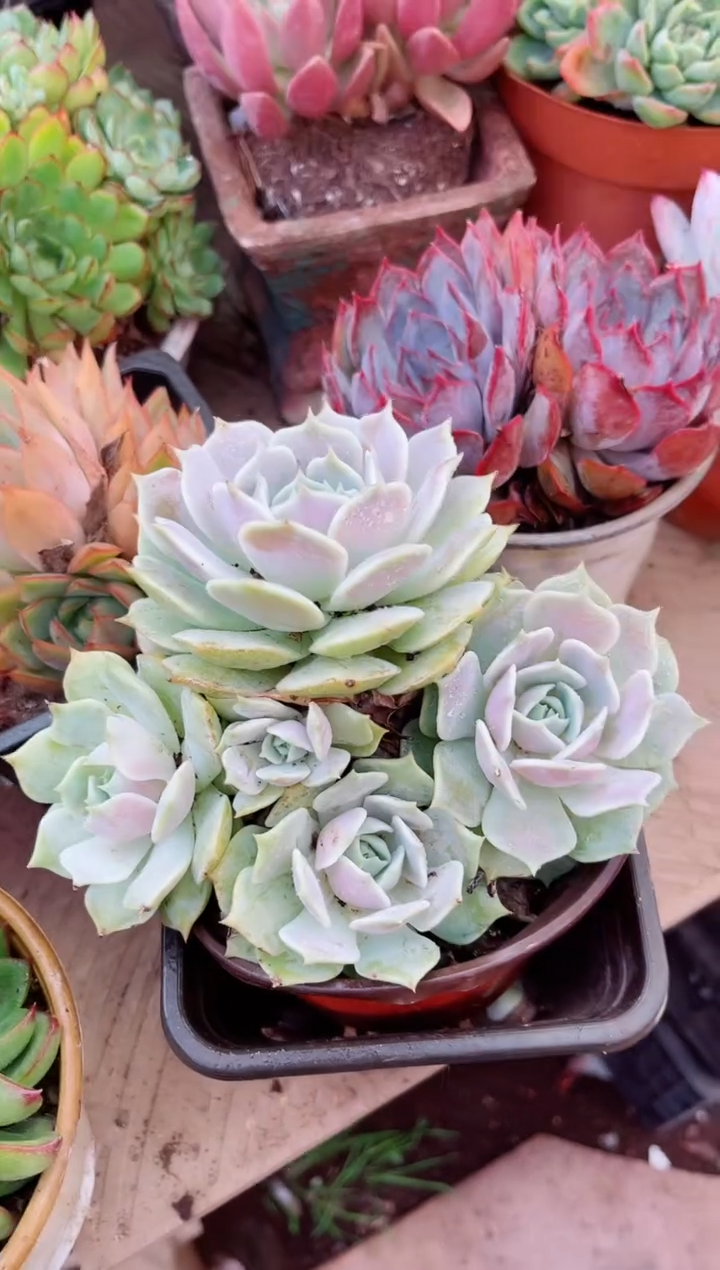 五***y21064多肉植物一物一拍
