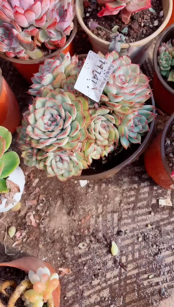 彩**漠跃跃精品多肉11141