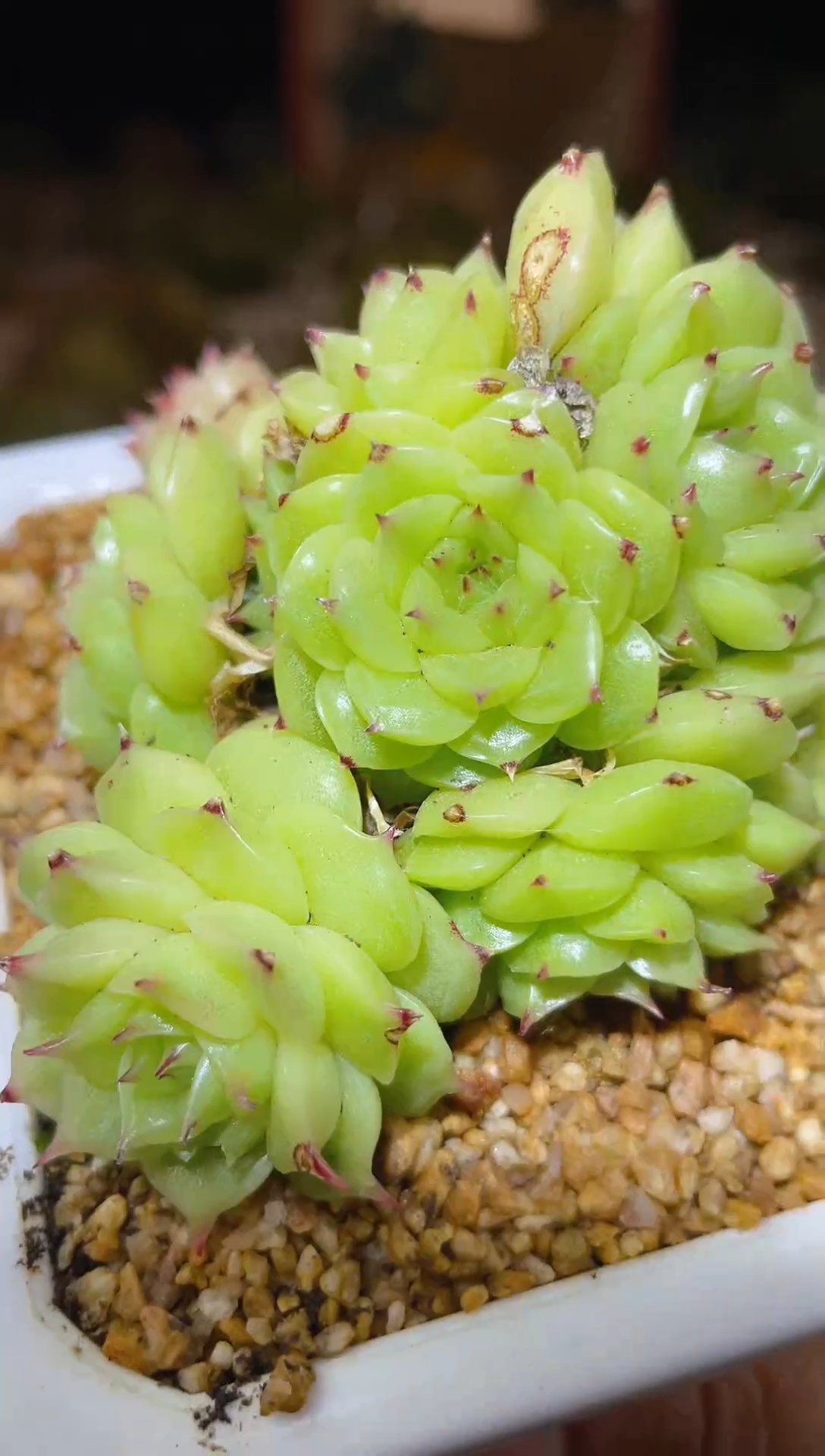 【闪购商品】226麦秆