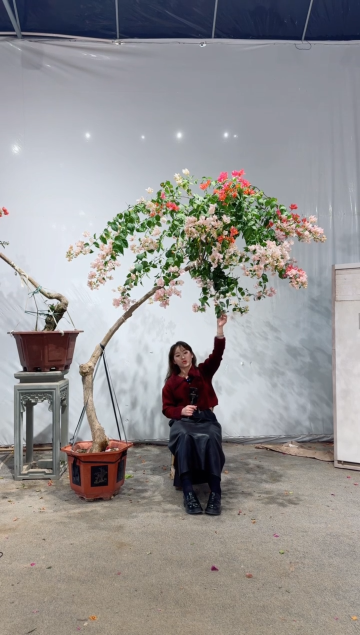 【闪购商品】盆景橙口红