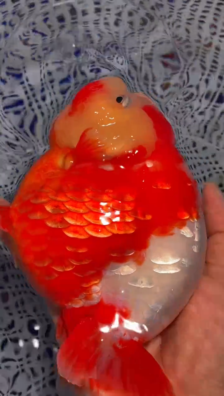 金鱼（运费到付，马印灯下展示）福州追鱼兰寿金鱼