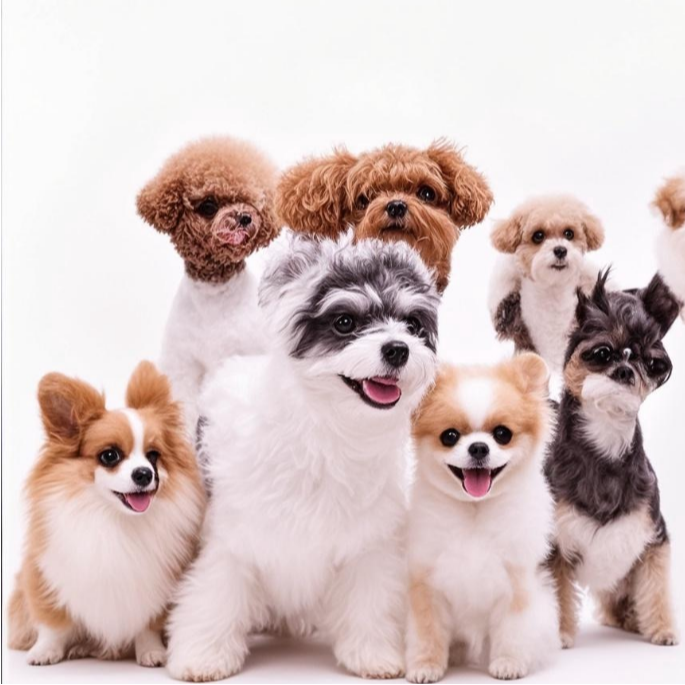 【小姜萌宠犬舍】狗狗活体