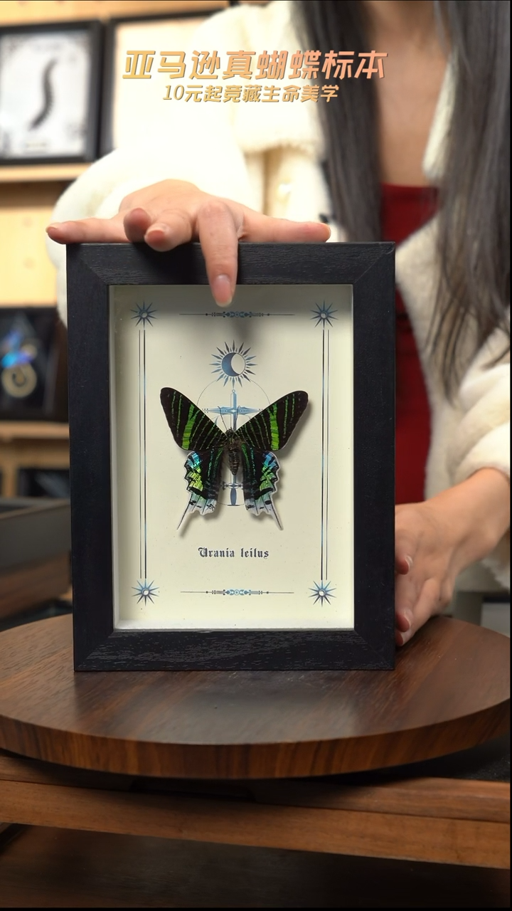 月亮蛾图腾款7寸竖框