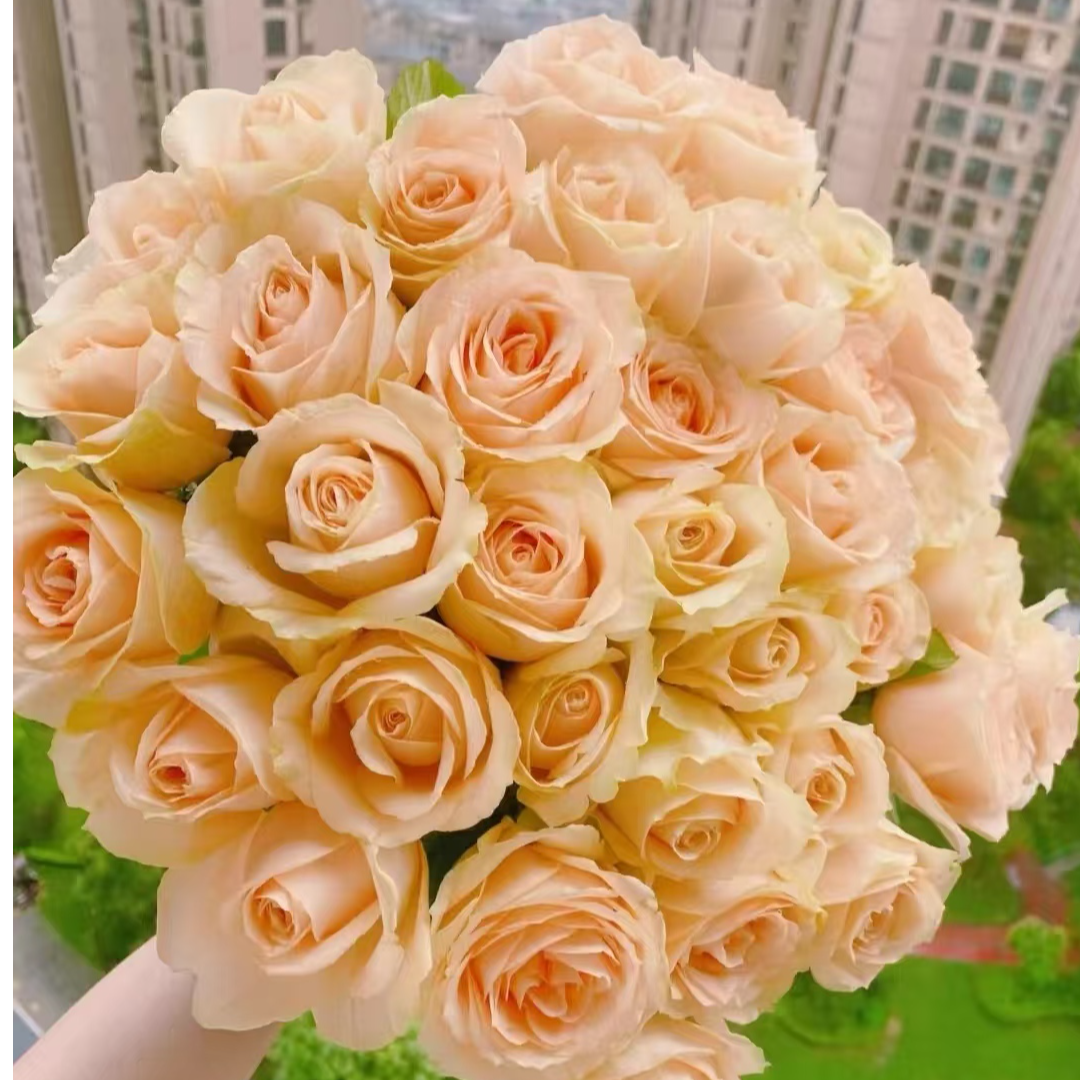 A4【香槟+梦幻芭比+桔梗+风铃+牡丹+草】一单顺丰  云南基地鲜切花