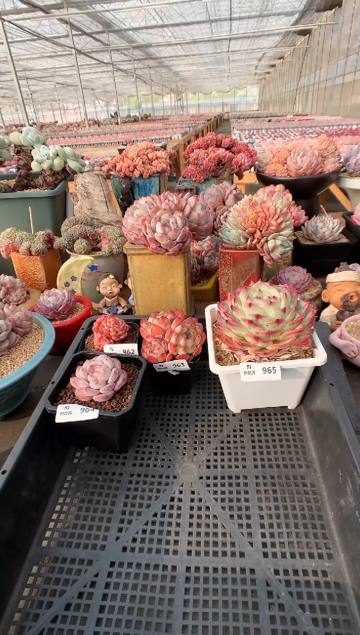 【闪购商品】965白吉一物一拍