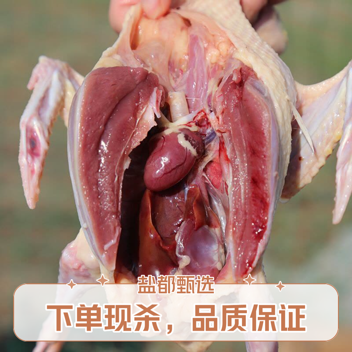 鸽子/现杀乳鸽/现杀老鸽子/一只