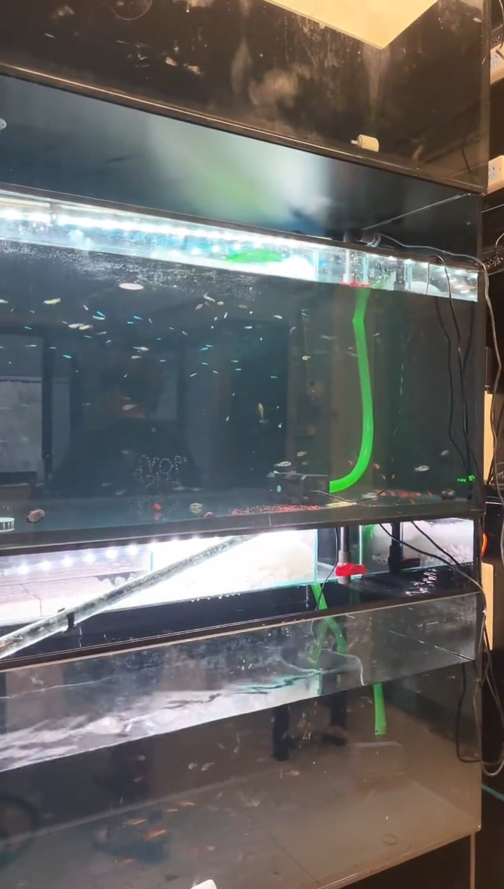 海水1条红老虎异型