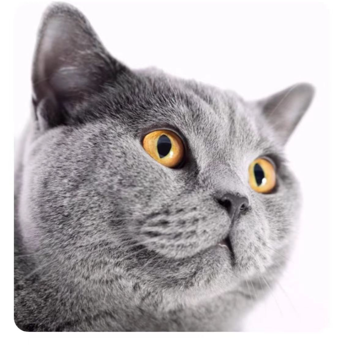 【森然】海哥快乐帕特+杂品主食快乐链接