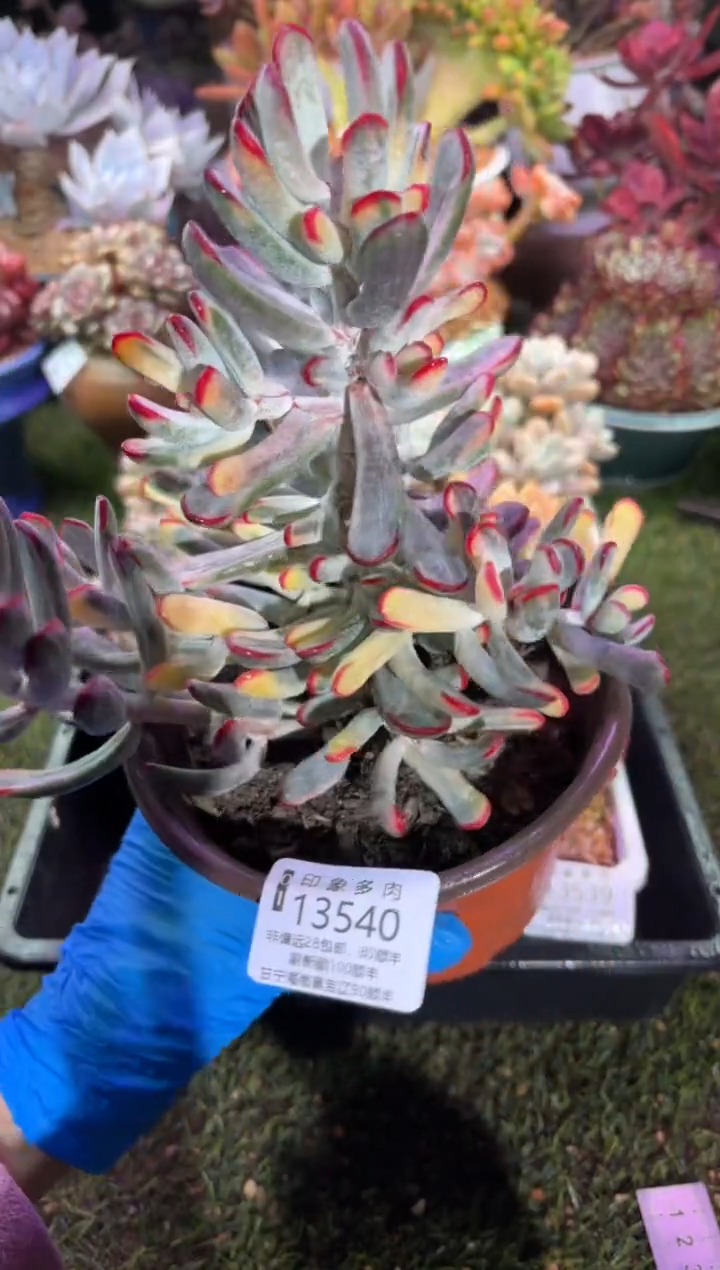 【闪购商品】13540