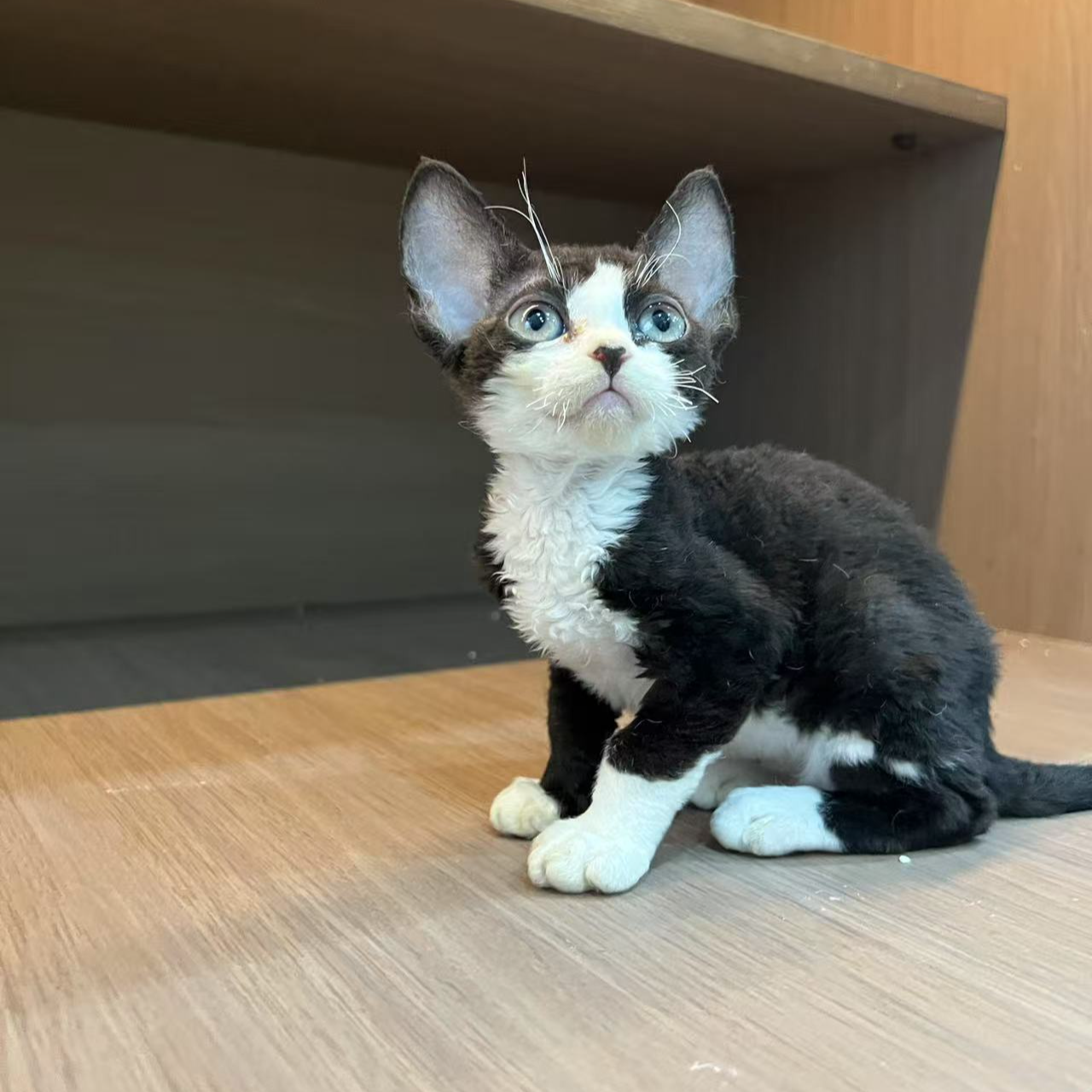 黑白开脸四脚踏雪德文卷毛猫