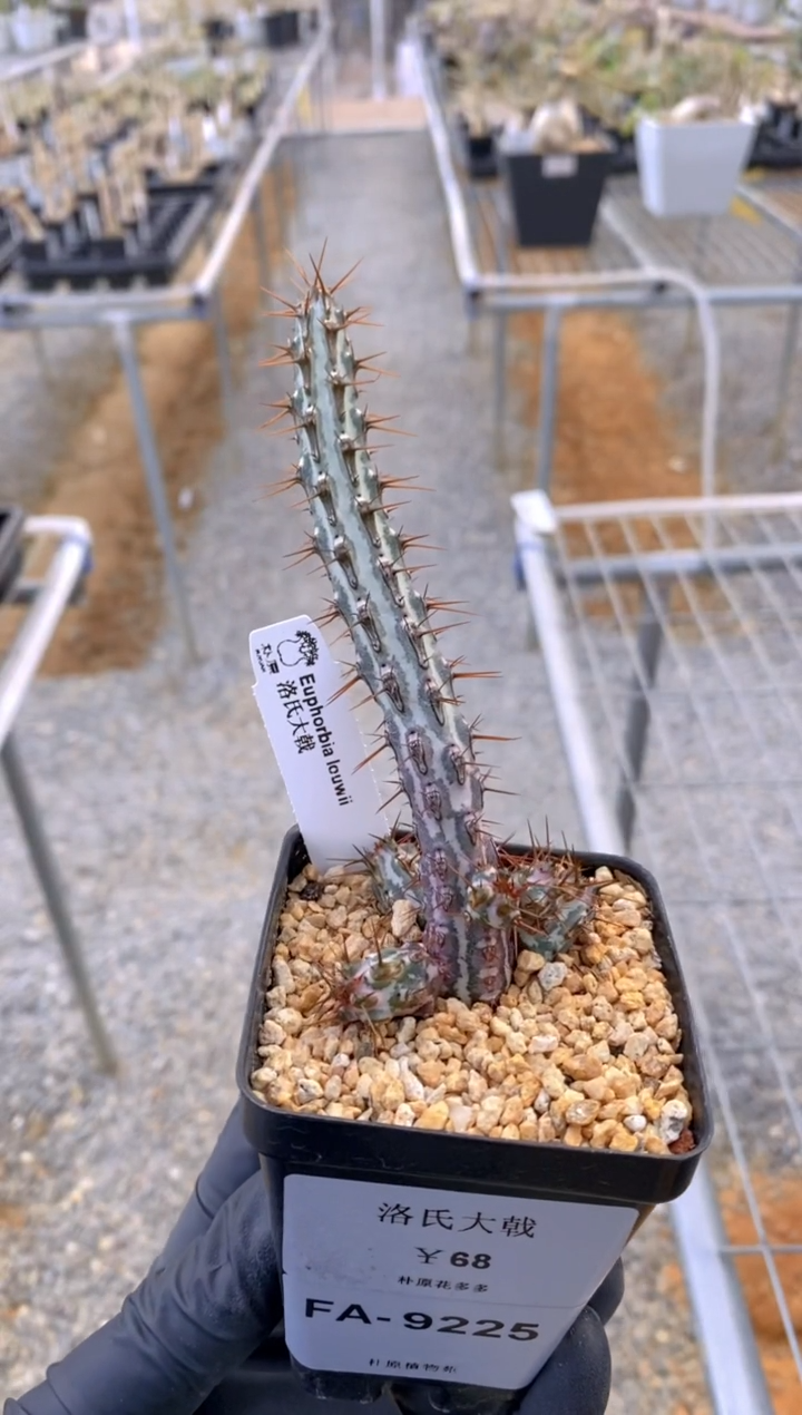 【闪购商品】洛氏大戟FA-9225