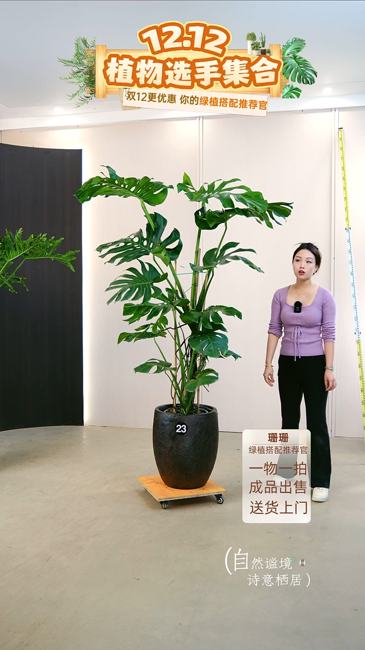 无花朵爱****姐龟背竹连盆种好栽好一整套送货上门