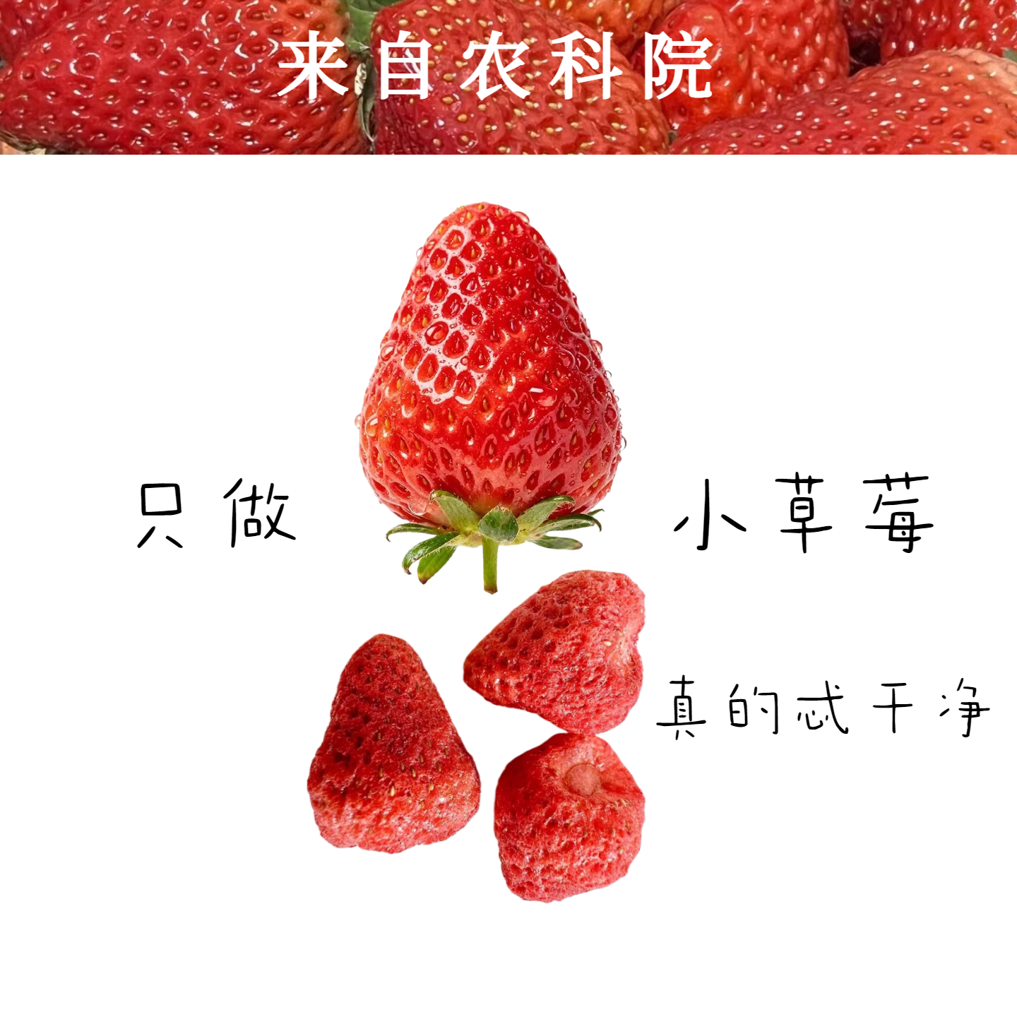 脆整颗冻干水果独立包装孕妇健康休闲零食草莓干冻干草莓酸奶果干