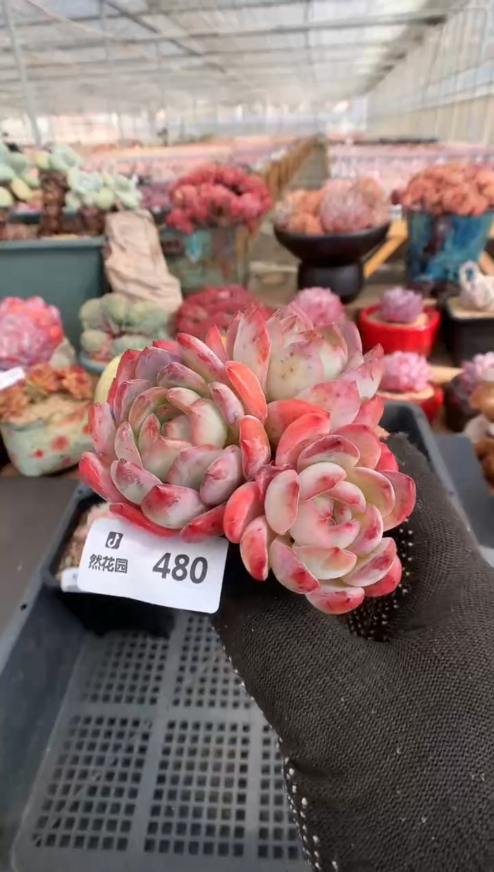 【闪购商品】480全明星一物一拍