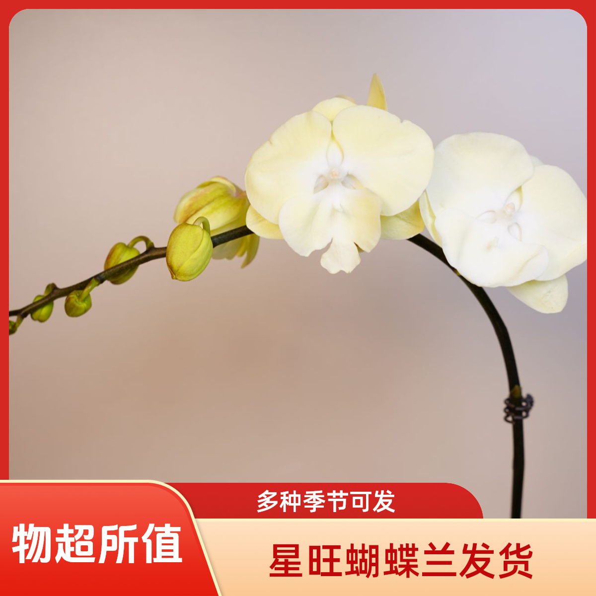 《明兰基地》蝴蝶兰（大绿花）3.0寸全花开花珠发货