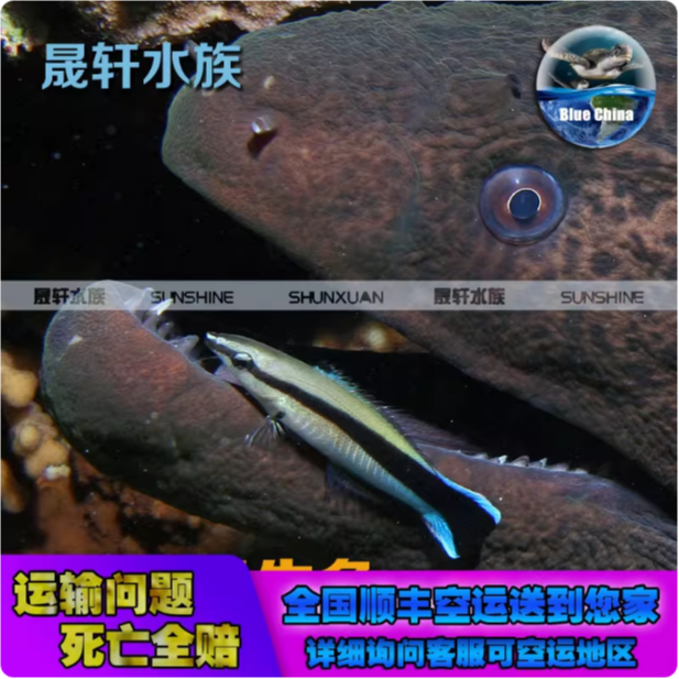 飘飘 医生鱼 吃鱼体飞碟虫 隆头鱼 顺丰生鲜 运输包损