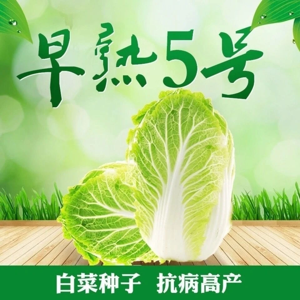 【全店保证对版】早熟五号白菜种子包心大白菜种籽菜园蔬菜子