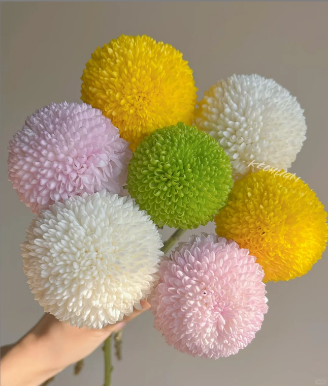 YZ【乒乓菊】全场任意满两单鲜花升级快递