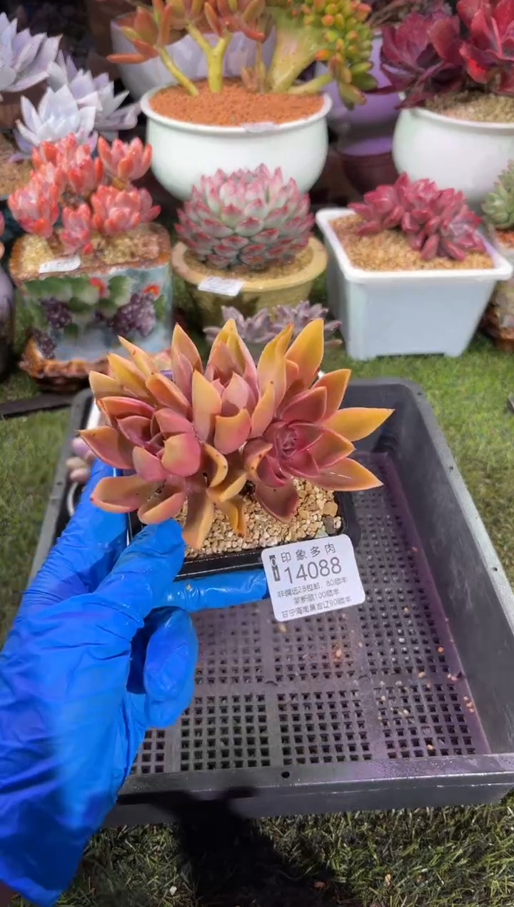 【闪购商品】14088