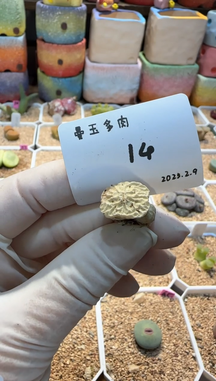 【闪购商品】25.2.9-14