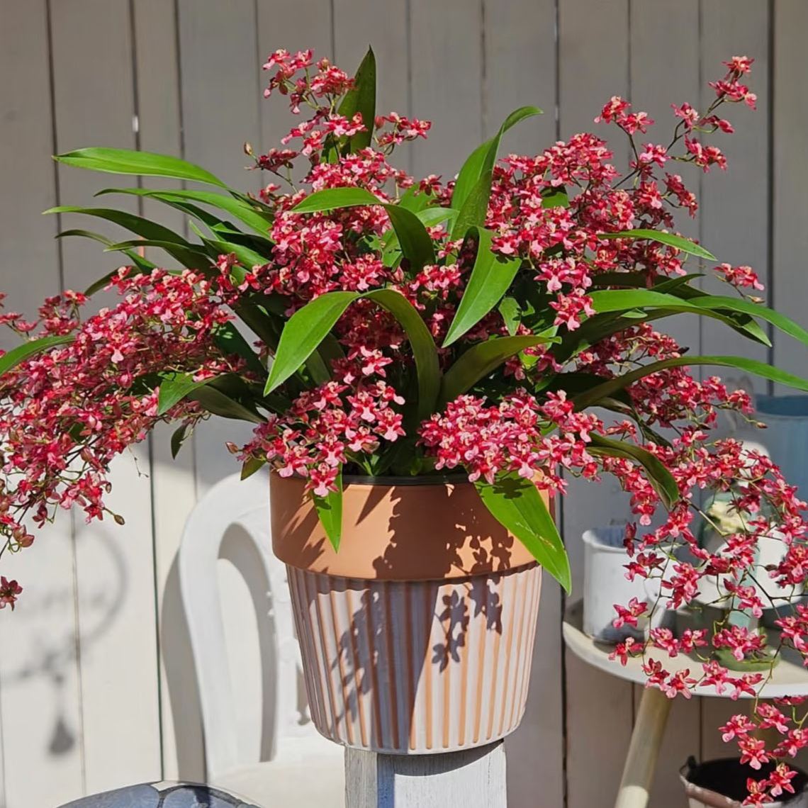 【130mm基地盆】7-10支花剑红色梦香文心兰带成熟花苞原盆原土发货