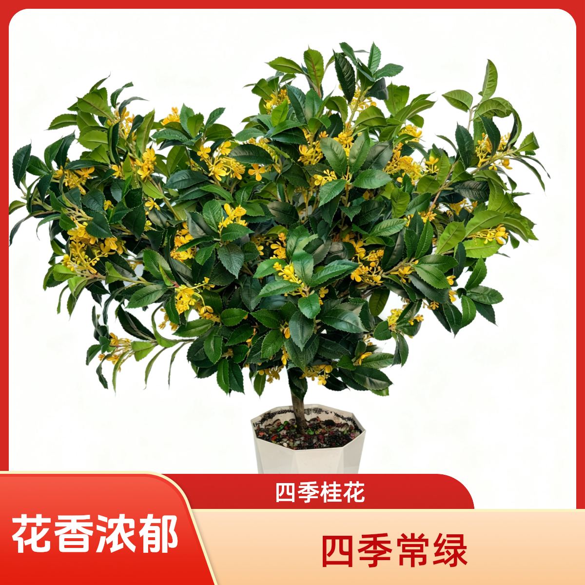 桂花树苗盆栽绿植浓香四季桂花庭院阳台花卉好养易活耐寒植物1