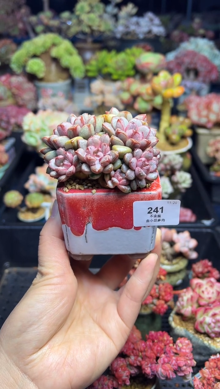 辛****?241              不带盆