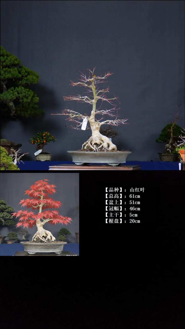 无花朵山红叶 不包邮 