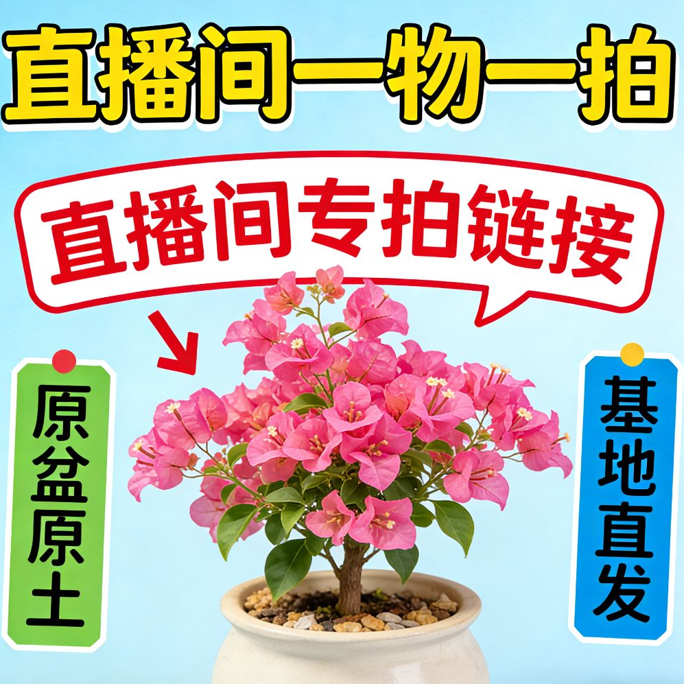 网红爆款三角梅（一物一拍)漳州基地绿植花卉壮苗发货庭院阳台种植