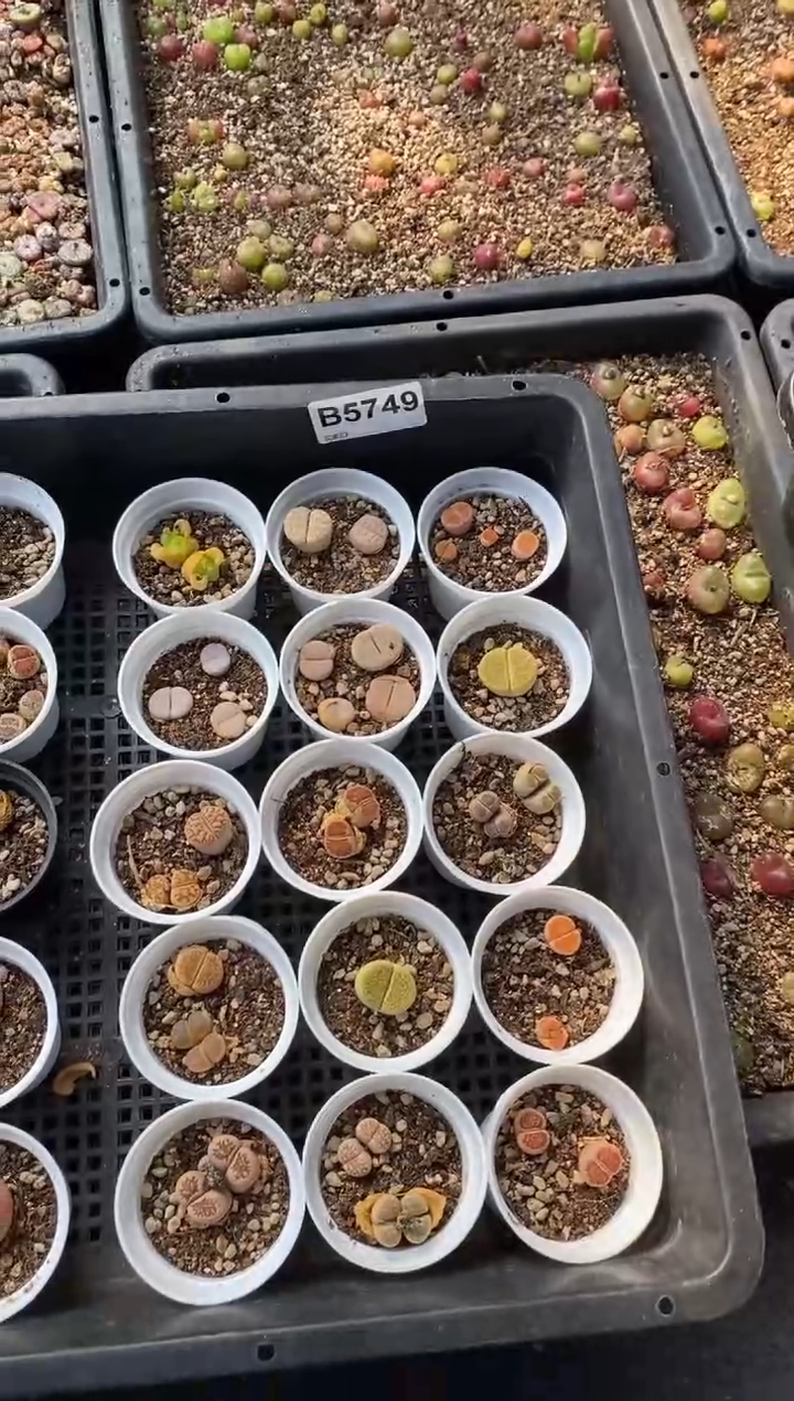 5749直播一物一拍