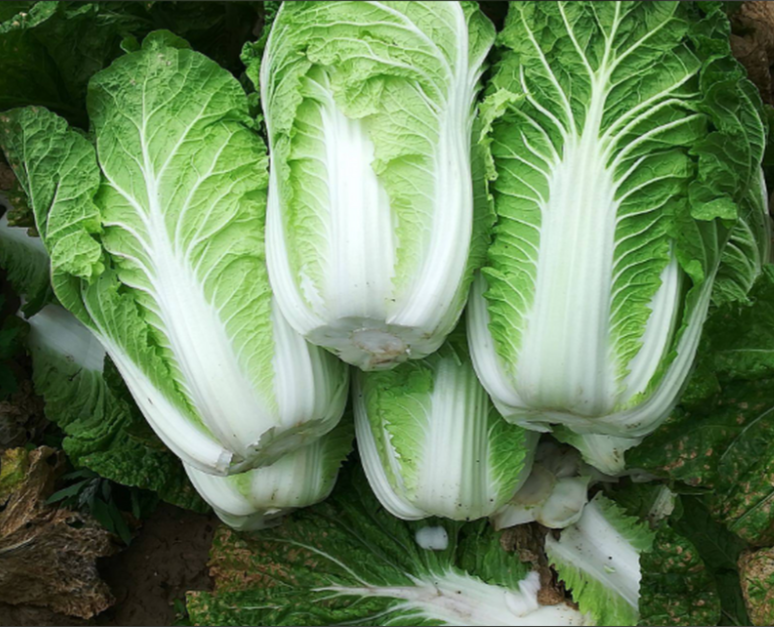 大白菜 萝卜  胡萝卜
