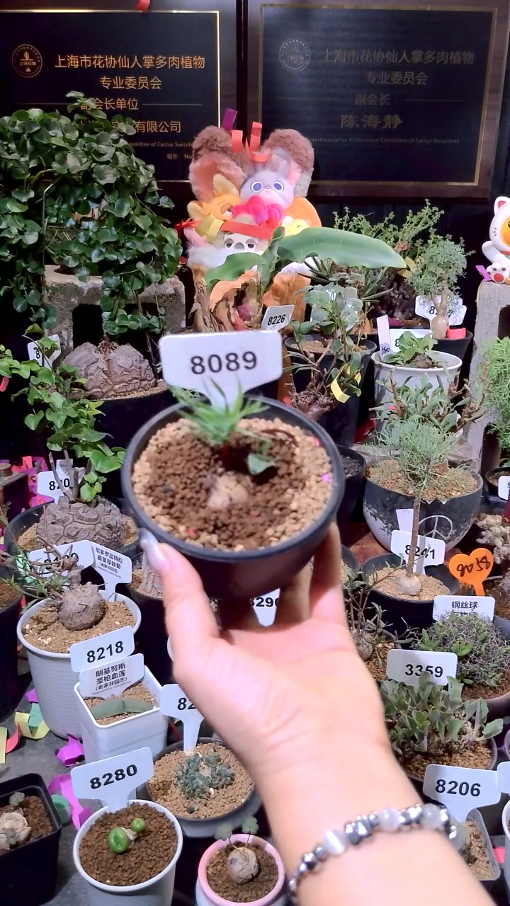 8089号0103精品植物刺鹿雾冰玉