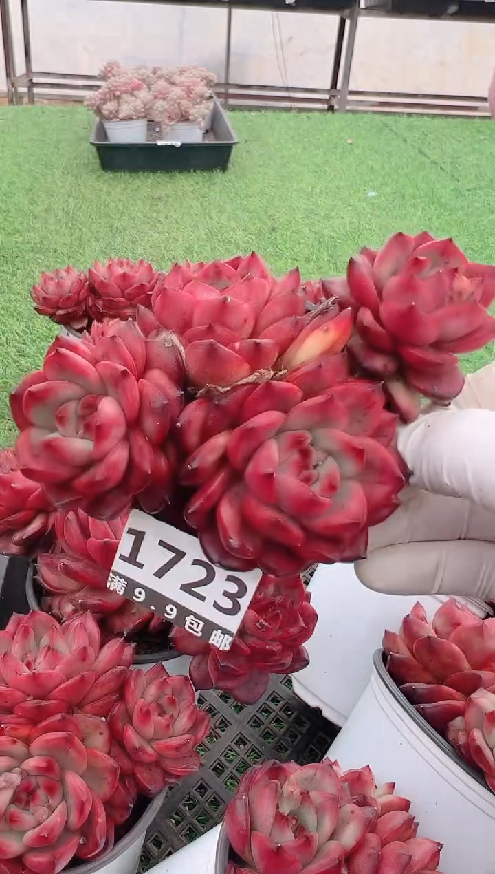 【闪购商品】信福多肉一物一拍