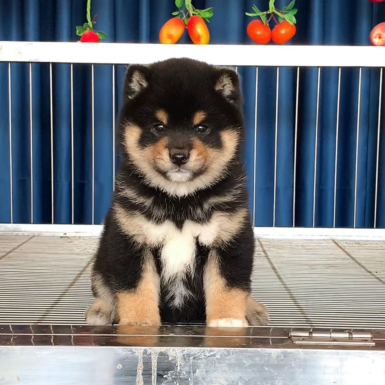 （潇龙柴犬之家）T狗狗活体