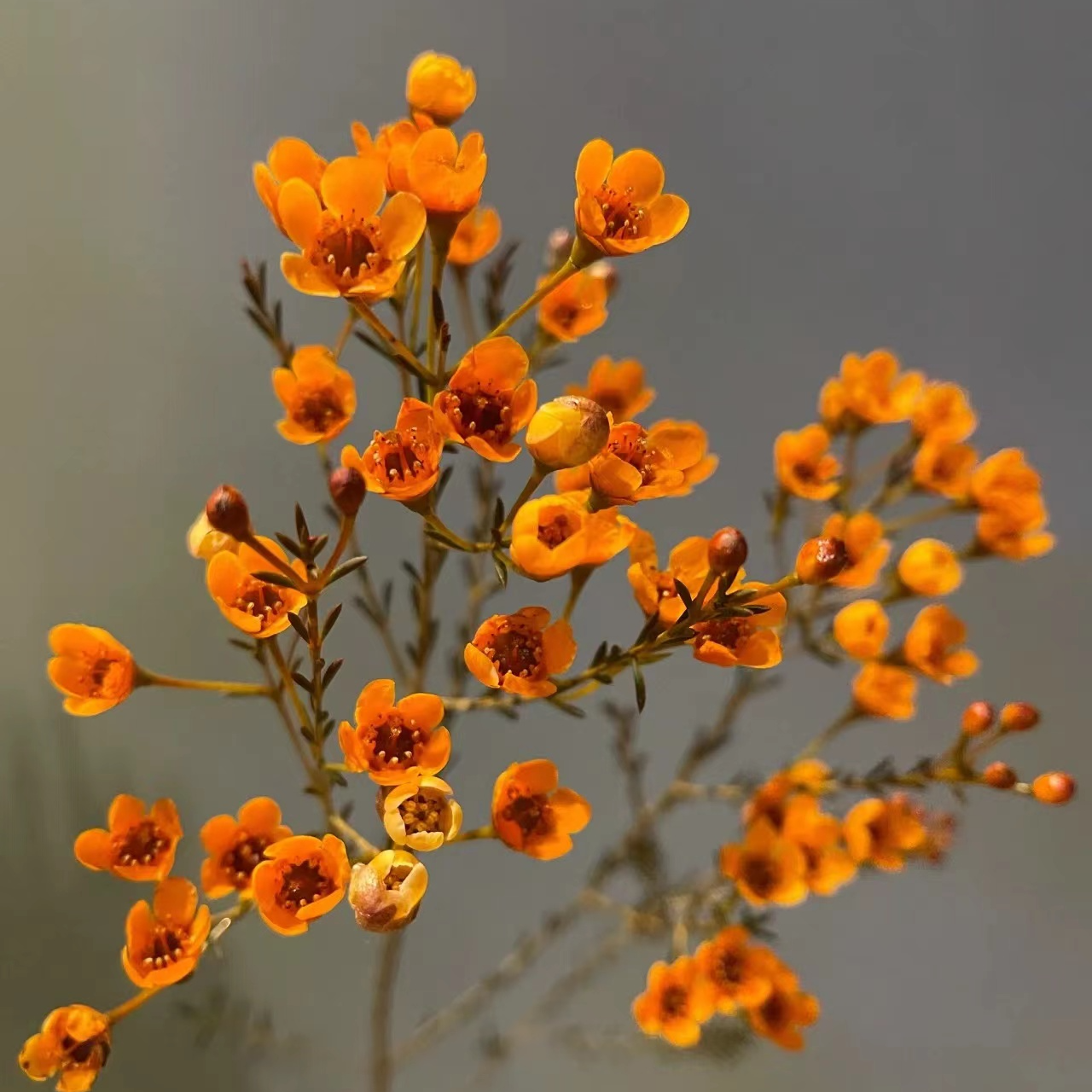 套餐69 橙色腊梅一小把+绿色康乃馨10支+小太阳向日葵3支
