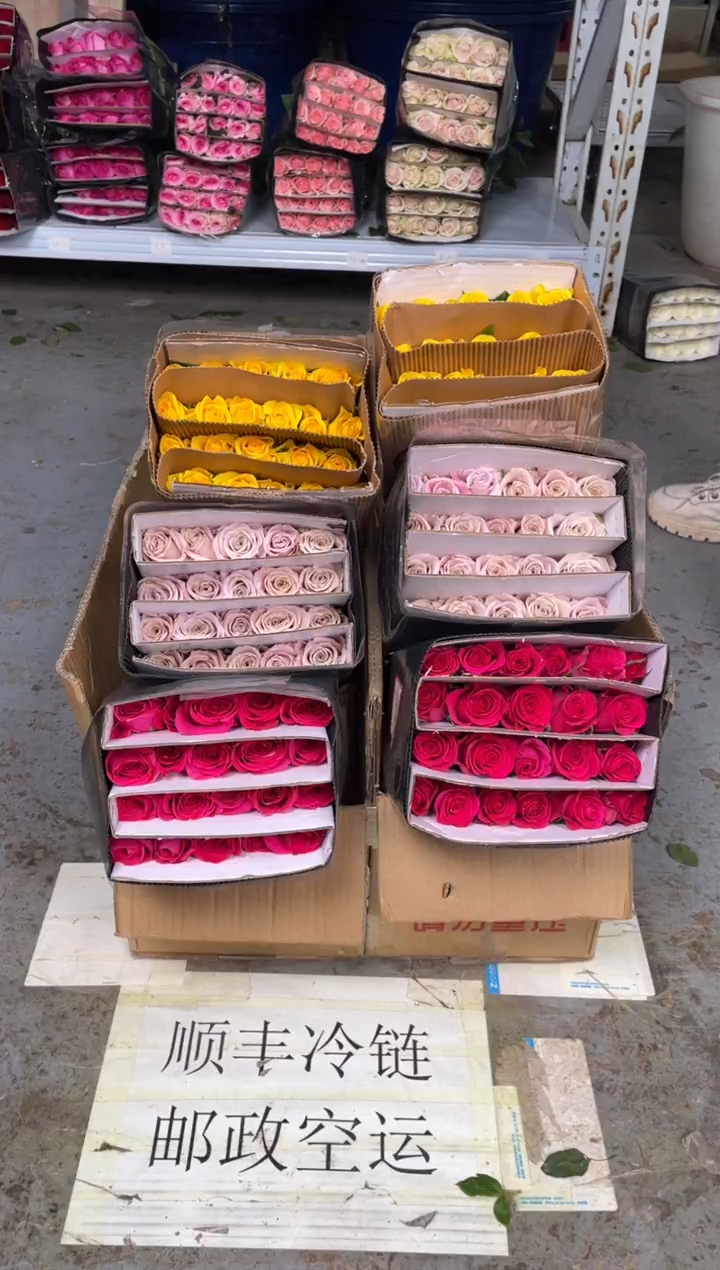 佛洛依德20枝+  契机20枝+曼塔20枝