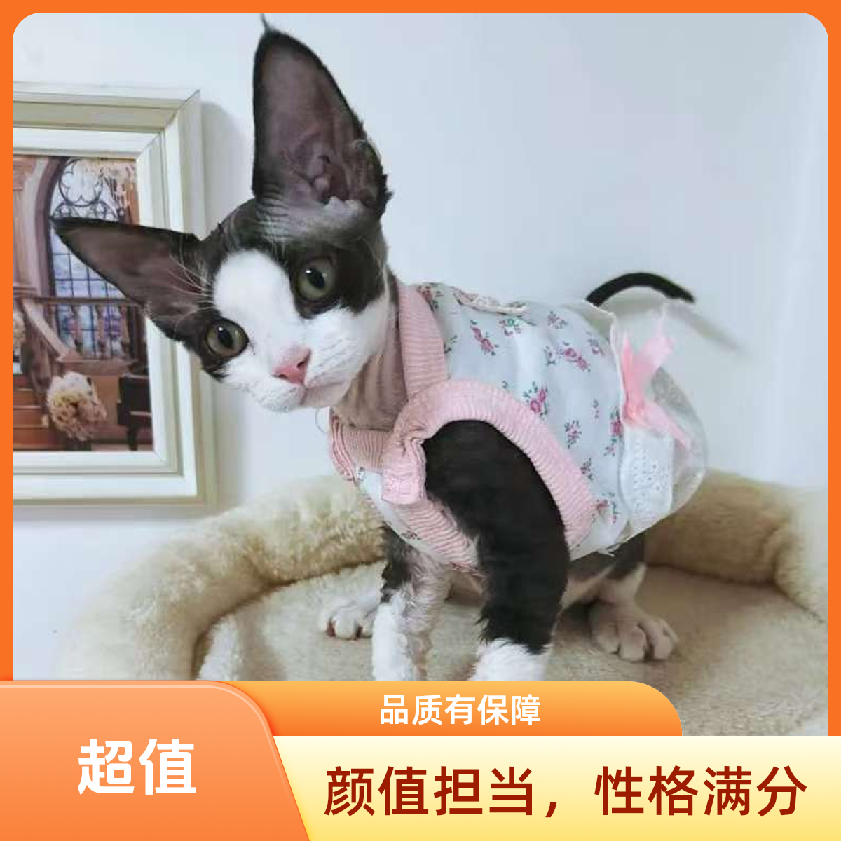 可爱治愈系多花色德文卷毛猫聪明温顺的猫咪伴侣